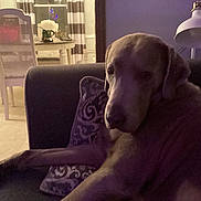 Tucker joined the competition — help win amazing prizes! animal, canine, carpet, chair, couch, cozy, curtains, dog, evening, furniture, home, indoor, lamp, living_room, pet, pillow, relaxed, resting, table, window