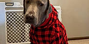Tucker is registered to the contest to win money with this photo: baby_gate, brown_dog, canine, carpet, checkered_pattern, dog, domestic_animal, ears, fur, hoodie, household, indoor, light_switch, looking_at_camera, nose, paws, pet_clothing, red_and_black, sitting, wall