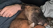 Sky a rejoint le concours — aidez-le/la à gagner de superbes lots ! dog, sleeping, person, arm, blanket, indoor, resting, cozy, closeup, fur, paw, relaxation, comfort, brown, casual, clothing, human_hand, nap, domestic_animal, companion