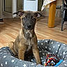 puppy, dog, pet_bed, toy, rope_toy, chew_toy, star_pattern, wooden_floor, indoor, home, curious, sitting, brown_fur, black_muzzle, ears, flooring, furniture, table_leg, open_door, blanket
