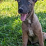 Sky a rejoint le concours — aidez-le/la à gagner de superbes lots ! puppy, dog, grass, outdoor, nature, animal, pet, happy, tongue_out, young, cute, playful, sunlight, brown_fur, ears, sitting, smiling, closeup, background_blur, summer