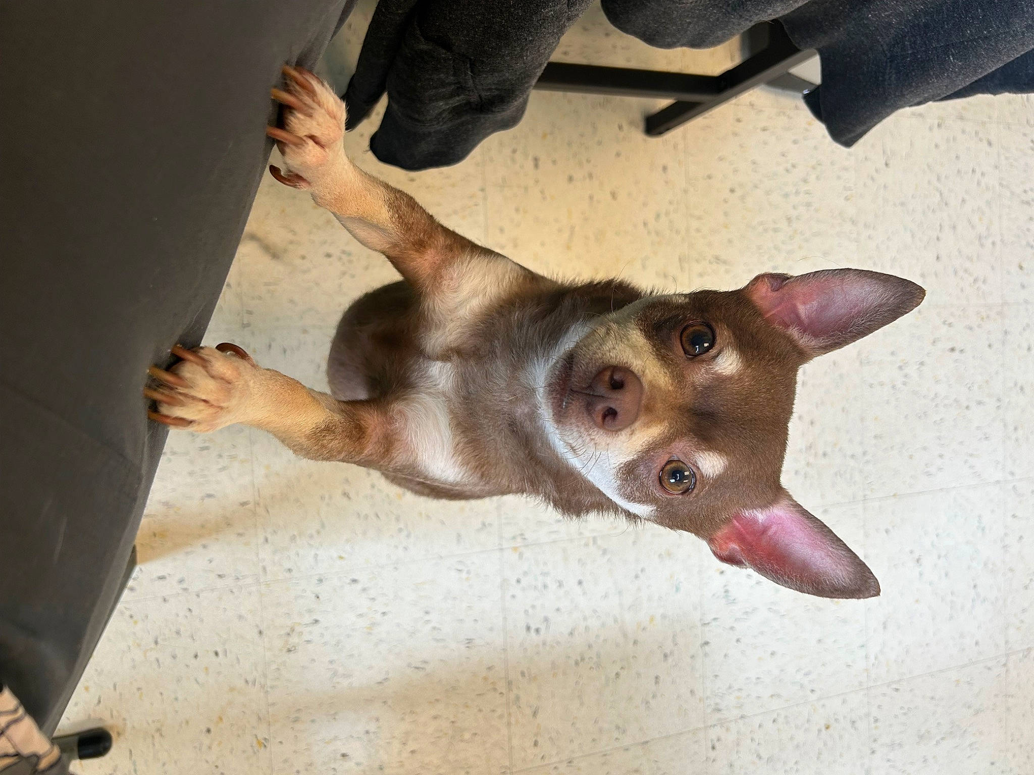 Rocky Ray joined the competition — help win amazing prizes! canidae, carnivore, companion_dog, dog, dog_breed, ear, fawn, felidae, fur, happy, liver, non_sporting_group, paw, small_to_medium_sized_cats, snout, sporting_group, street_dog, terrestrial_animal, whiskers, working_animal