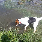 César a rejoint le concours — aidez-le/la à gagner de superbes lots ! dog, water, grass, riverbank, outdoor, nature, animal, pet, collar, canine, shallow_water, sniffing, daylight, greenery, river, curious, mammal, wet_paws, exploration, summer