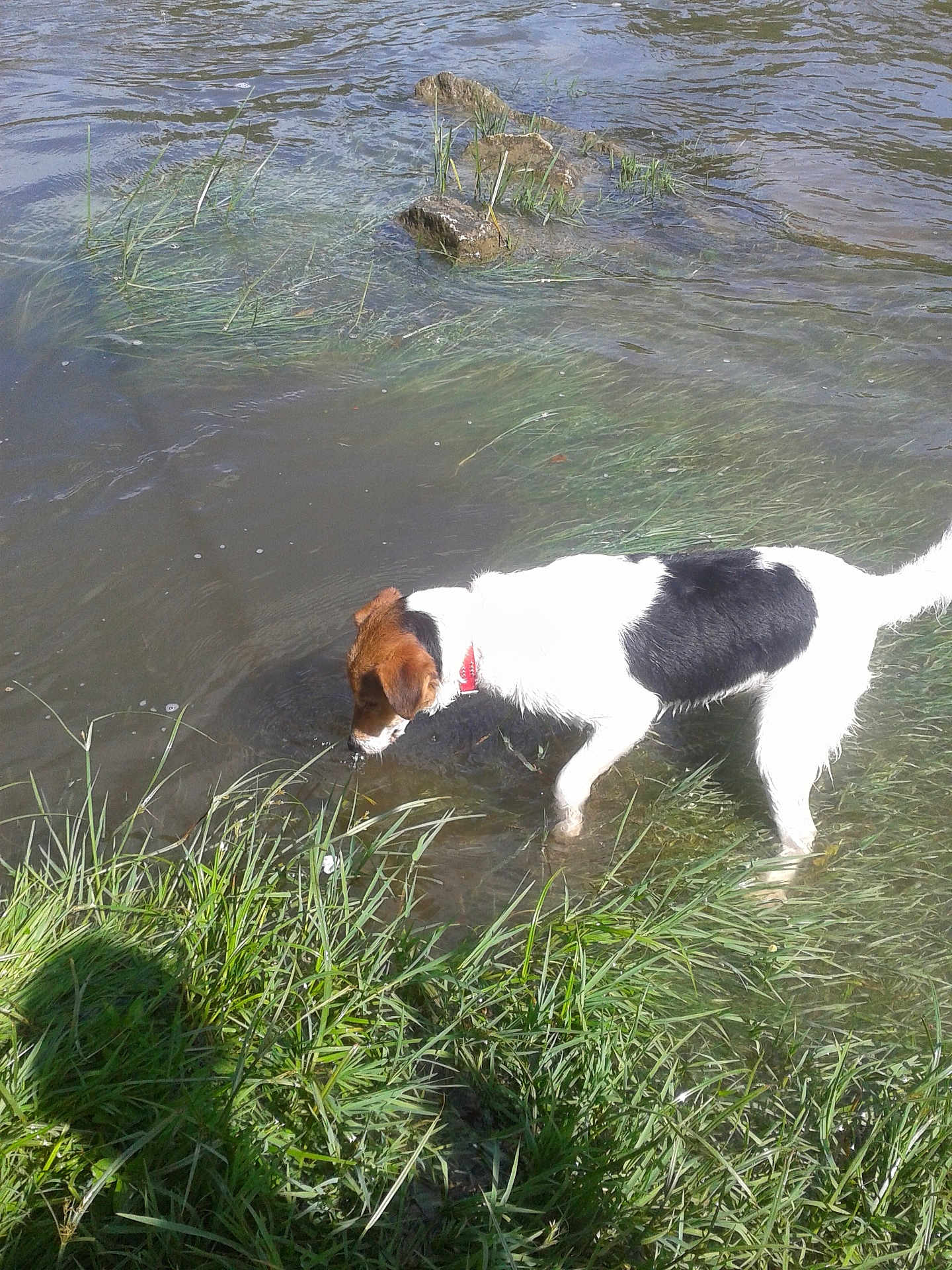 César a rejoint le concours — aidez-le/la à gagner de superbes lots ! dog, water, grass, riverbank, outdoor, nature, animal, pet, collar, canine, shallow_water, sniffing, daylight, greenery, river, curious, mammal, wet_paws, exploration, summer