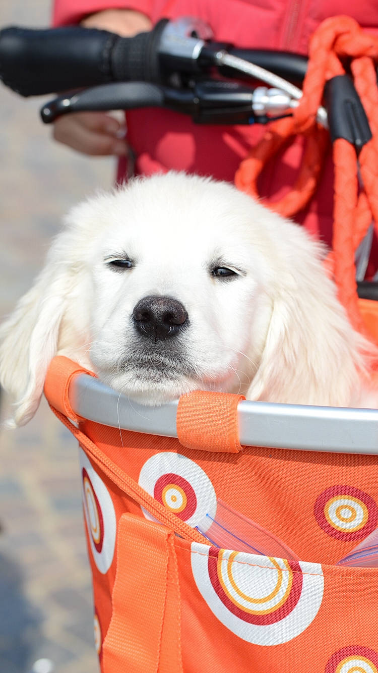 Nikki a rejoint le concours — aidez-le/la à gagner de superbes lots ! akbash_dog, canidae, carnivore, companion_dog, dog, dog_breed, golden_retriever, great_pyrenees, kintamani, mammal, obedience_training, polish_tatra_sheepdog, puppy, rare_breed_dog, retriever, slovak_cuvac, snout, sporting_group