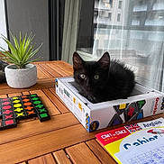 Nala participe au concours pour gagner de l'argent avec cette photo : kitten, black_cat, board_game, box, wooden_table, potted_plant, game_pieces, notebook, handwriting, balcony, curtain, city_buildings, indoor, pet, cute, animal, window, daylight, relaxing, playing