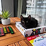 kitten, black_cat, board_game, box, wooden_table, potted_plant, game_pieces, notebook, handwriting, balcony, curtain, city_buildings, indoor, pet, cute, animal, window, daylight, relaxing, playing