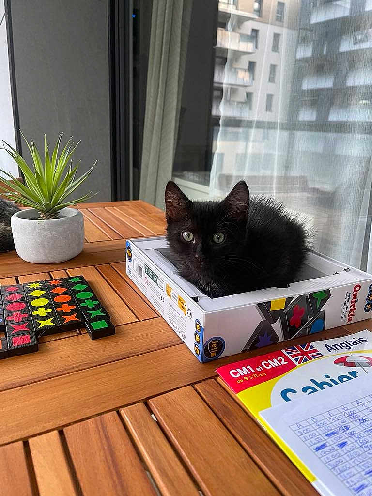 Nala participe au concours pour gagner de l'argent avec cette photo : kitten, black_cat, board_game, box, wooden_table, potted_plant, game_pieces, notebook, handwriting, balcony, curtain, city_buildings, indoor, pet, cute, animal, window, daylight, relaxing, playing