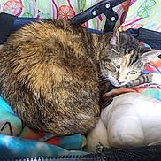 Princess joined the competition — help win amazing prizes! cat, tabby_cat, feline, pet, animal, fur, blanket, plush_toy, colorful, pattern, cozy, resting, indoor, soft, cute, sleeping, closeup, domestic_cat, comfort, relaxation