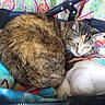 cat, tabby_cat, feline, pet, animal, fur, blanket, plush_toy, colorful, pattern, cozy, resting, indoor, soft, cute, sleeping, closeup, domestic_cat, comfort, relaxation