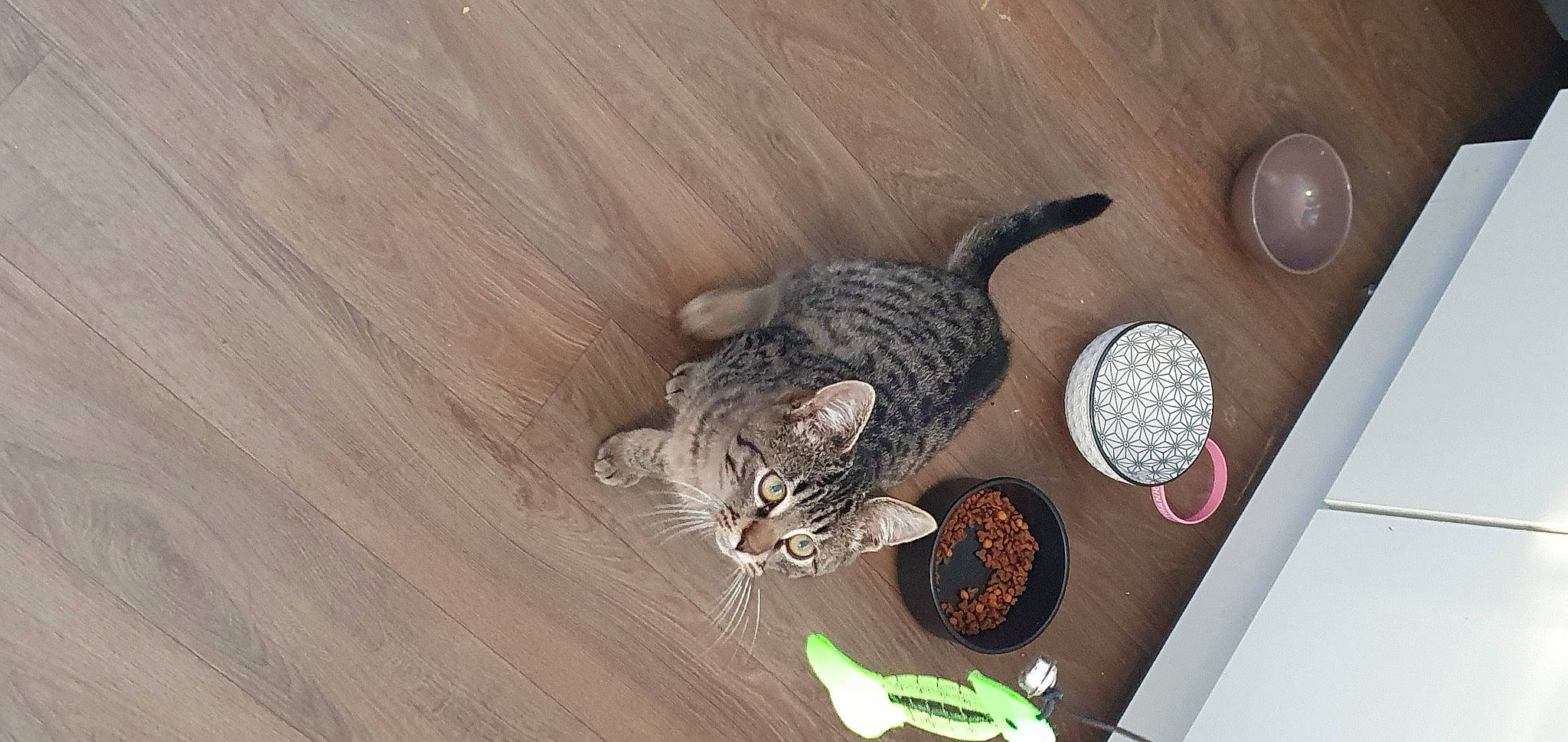 Toby participe au concours pour gagner de l'argent avec cette photo : carnivore, cat, circle, dishware, domestic_short_haired_cat, felidae, flooring, fur, hardwood, kitchen_utensil, plate, serveware, shelf, small_to_medium_sized_cats, tableware, tail, whiskers, wood, wood_flooring, wood_stain