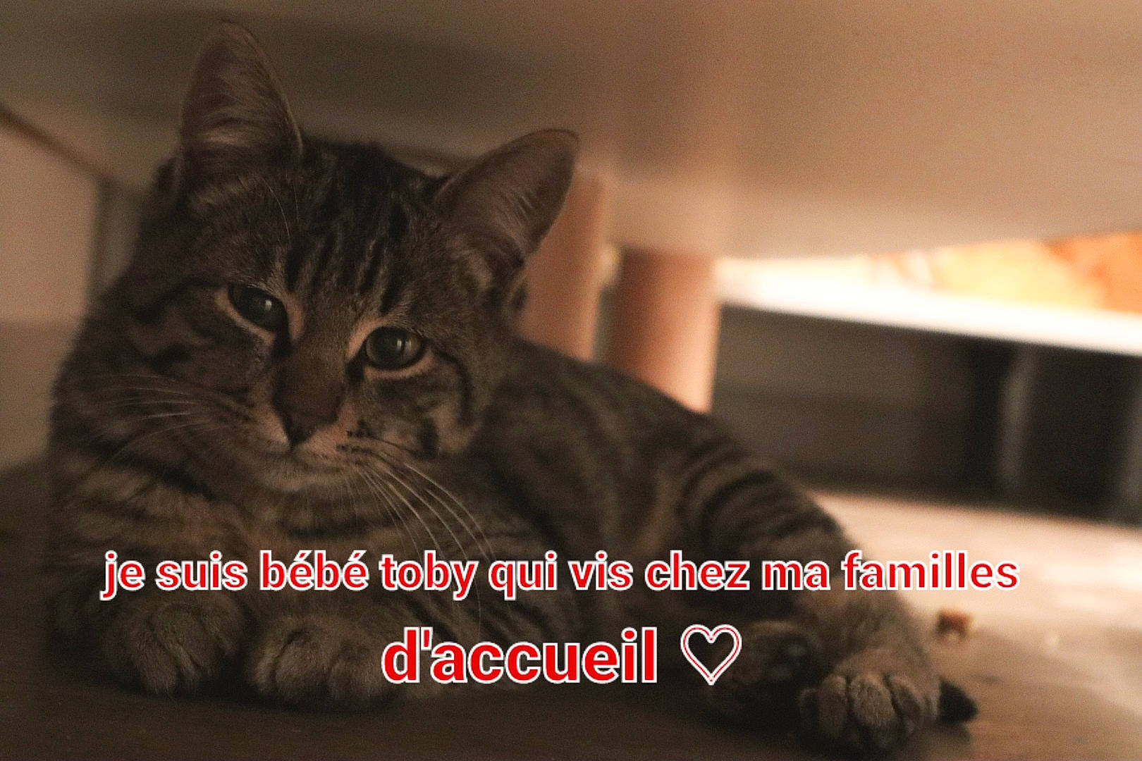 Toby participe au concours pour gagner de l'argent avec cette photo : carnivore, cat, comfort, darkness, domestic_short_haired_cat, felidae, fur, paw, photo_caption, sitting, small_to_medium_sized_cats, snout, terrestrial_animal, whiskers, wildlife