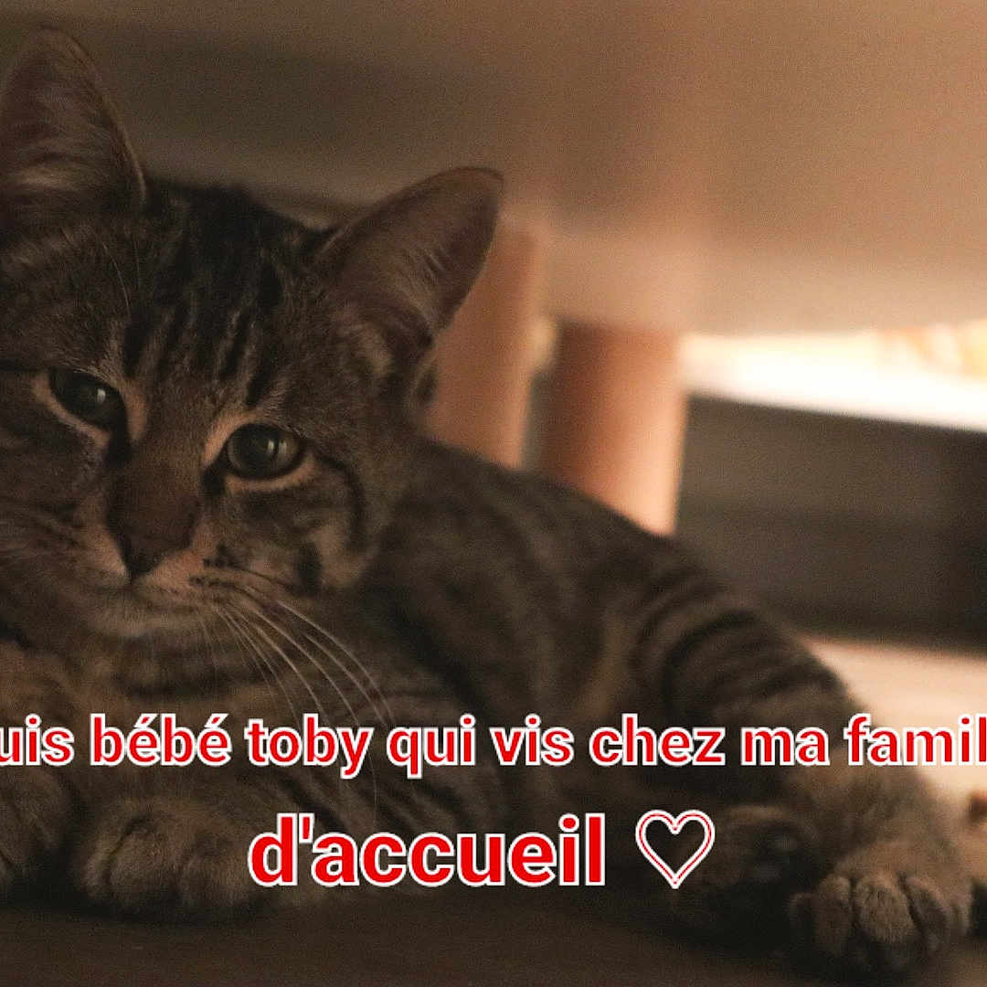 Toby