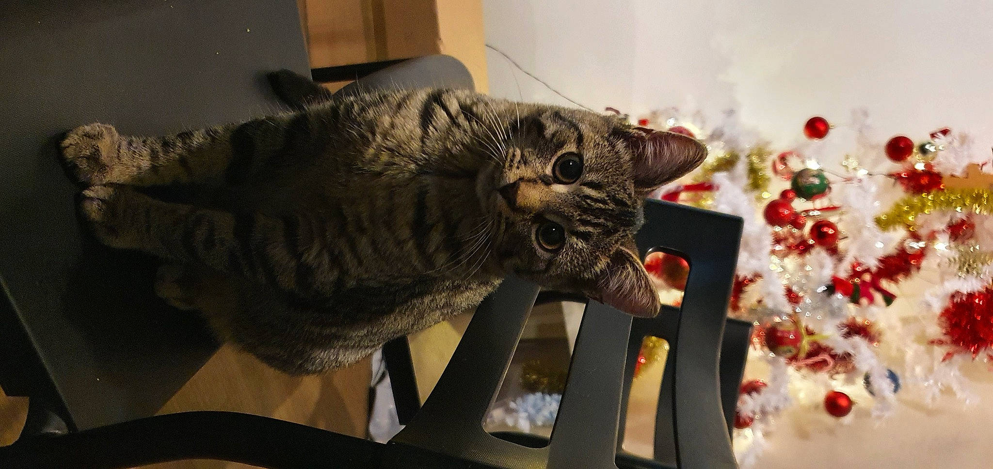 Toby participe au concours pour gagner de l'argent avec cette photo : art, carnivore, cat, claw, comfort, domestic_short_haired_cat, felidae, fur, metal, plant, small_to_medium_sized_cats, snout, tail, terrestrial_animal, tree, whiskers