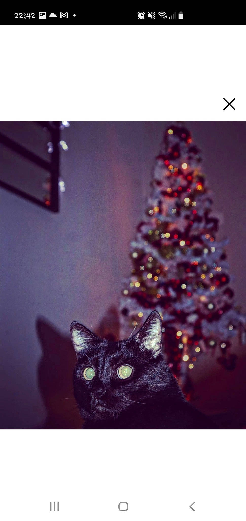 Canaille participe au concours pour gagner de l'argent avec cette photo : carnivore, cat, christmas_decoration, christmas_ornament, christmas_tree, event, evergreen, felidae, holiday_ornament, ornament, plant, purple, rectangle, small_to_medium_sized_cats, snapshot, tints_and_shades, tree, whiskers, wood, woody_plant