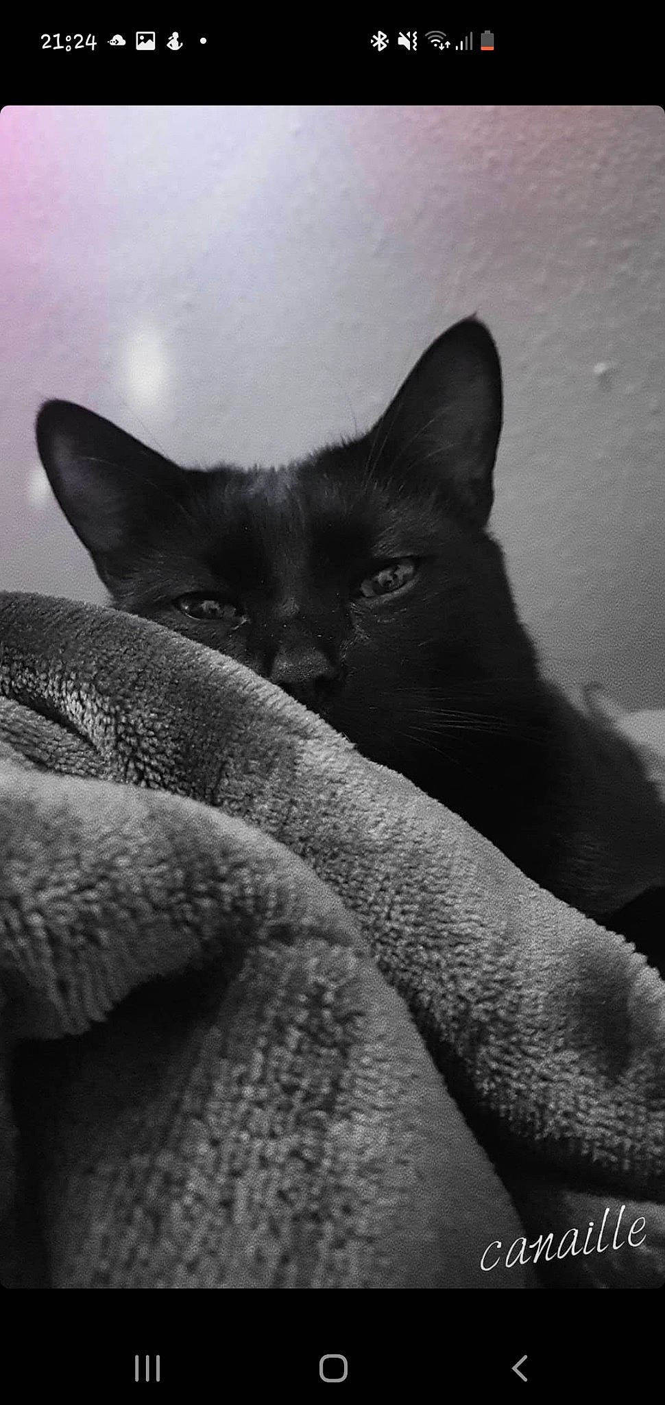 Canaille a rejoint le concours — aidez-le/la à gagner de superbes lots ! black_cat, bombay, carnivore, cat, comfort, domestic_short_haired_cat, eye, felidae, fur, grey, head, mammal, monochrome, monochrome_photography, sky, small_to_medium_sized_cats, snout, tints_and_shades, vertebrate, whiskers