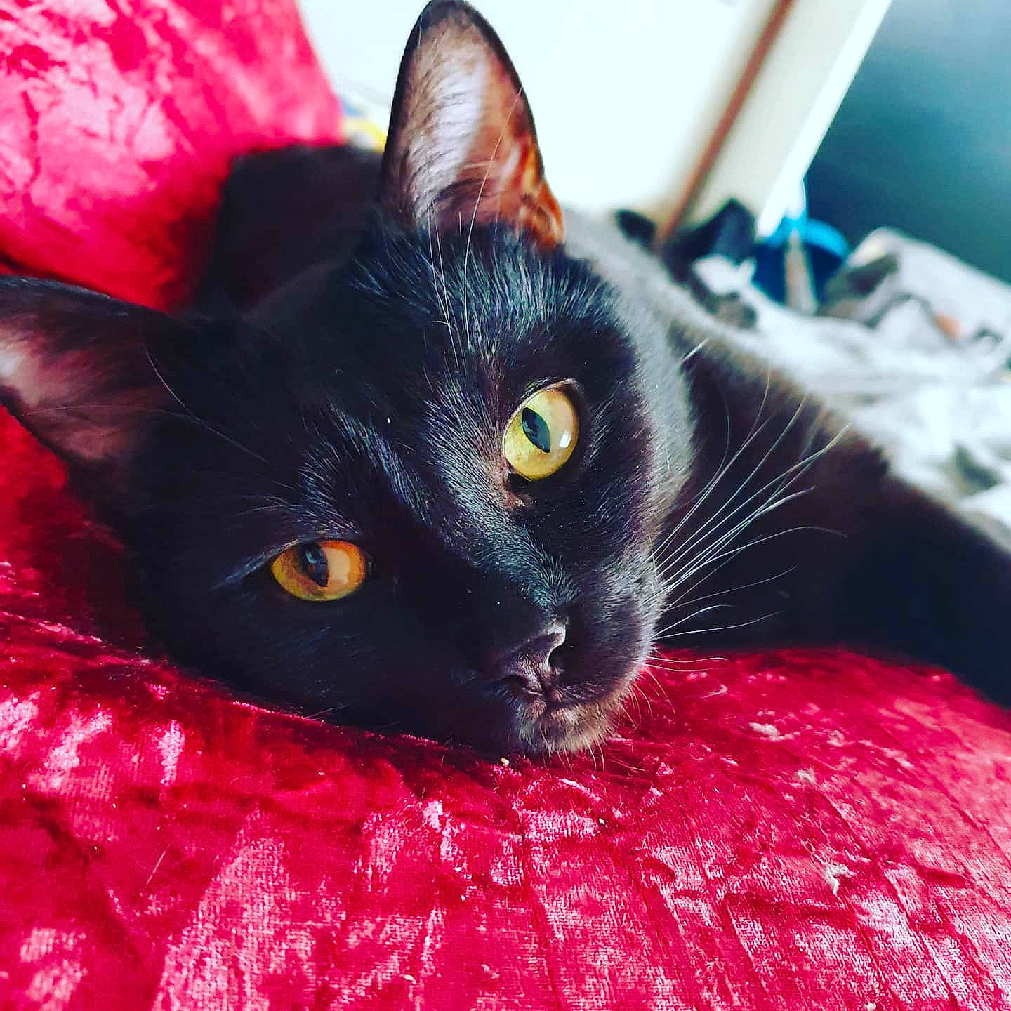 Canaille participe au concours pour gagner de l'argent avec cette photo : black_cat, bombay, carnivore, cat, cat_supply, claw, close_up, comfort, domestic_short_haired_cat, eye, felidae, fur, mammal, red, sitting, small_to_medium_sized_cats, snout, vertebrate, whiskers