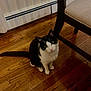 Alice joined the competition — help win amazing prizes! cat, tuxedo_cat, indoor, hardwood_floor, chair, chair_leg, pet, domestic_cat, green_eyes, black_and_white_fur, tail, paws, whiskers, floor, baseboard_heater, curtain, looking_up, sitting, gaze, portrait