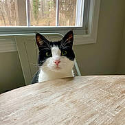 Alice joined the competition — help win amazing prizes! cat, tuxedo_cat, pet, feline, whiskers, wood_table, window, chair, indoor, green_eyes, looking_at_camera, portrait, domestic_animal, ears, pink_nose, curious, sitting, natural_light, household, close_up