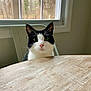 cat, tuxedo_cat, pet, feline, whiskers, wood_table, window, chair, indoor, green_eyes, looking_at_camera, portrait, domestic_animal, ears, pink_nose, curious, sitting, natural_light, household, close_up