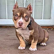 Cruz is registered to the contest to win money with this photo: puppy, dog, pet, brown, white, collar, porch, wooden_floor, ears, paws, cute, animal, young, sitting, outdoor, door, leaves, closeup, expression, front_view