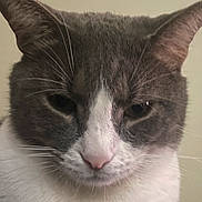 Filou a rejoint le concours — aidez-le/la à gagner de superbes lots ! cat, close_up, gray, white, whiskers, fur, pet, animal, face, ears, nose, indoor, portrait, cute, feline, mammal, domestic, expression, eyes, head