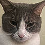cat, close_up, gray, white, whiskers, fur, pet, animal, face, ears, nose, indoor, portrait, cute, feline, mammal, domestic, expression, eyes, head