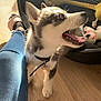 Rasko participe au concours pour gagner de l'argent avec cette photo : animal, collar, cute, dog, dog_bed, domestic, fluffy, happy, husky, indoor, jeans, person_leg, pet, playful, puppy, sunlight, tongue_out, toys, wooden_floor, young
