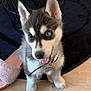 Rasko participe au concours pour gagner de l'argent avec cette photo : animal, black_and_white, blue_eyes, collar, cute, dog, domestic, ears, floor, fur, furniture, husky, indoor, pet, playful, puppy, slipper, table, tongue_out, young