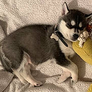 Rasko a rejoint le concours — aidez-le/la à gagner de superbes lots ! adorable, animal, bedtime, blanket, collar, cozy, cute, dog, fur, indoors, knitted_toy, lying_down, peaceful, pet, puppy, relaxation, rest, sleeping, small_dog, toy