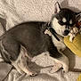 adorable, animal, bedtime, blanket, collar, cozy, cute, dog, fur, indoors, knitted_toy, lying_down, peaceful, pet, puppy, relaxation, rest, sleeping, small_dog, toy