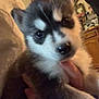 adorable, animal, close_up, companionship, cozy, cute, dog, domestic, eyes, face, fur, hand, holding, husky, indoor, mammal, pet, portrait, puppy, young