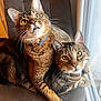 animal, cat, chair, closeup, companion, curious, cute, domestic, eyes, feline, fur, indoor, lighting, paw, pet, portrait, relaxed, tabby_cat, whiskers, window