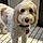 Shiloh