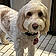 Shiloh