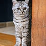 Chatouille a rejoint le concours — aidez-le/la à gagner de superbes lots ! kitten, cat, gray_tabby, wood, wooden_post, curious, animal, pet, indoor, fur, whiskers, paws, cute, young, alert, standing, portrait, mammal, domestic_cat, feline