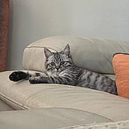 Chatouille a rejoint le concours — aidez-le/la à gagner de superbes lots ! cat, kitten, tabby, stretching, couch, leather, living_room, orange_pillow, furniture, pet, indoor, relaxed, curious, animal, whiskers, ears, fur, home, cozy, resting