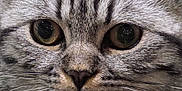 Chatouille a rejoint le concours — aidez-le/la à gagner de superbes lots ! cat, tabby, close_up, face, fur, whiskers, ears, eyes, pet, animal, feline, cute, domestic, portrait, muzzle, nostrils, indoor, soft, texture, curious