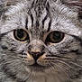 cat, tabby, close_up, face, fur, whiskers, ears, eyes, pet, animal, feline, cute, domestic, portrait, muzzle, nostrils, indoor, soft, texture, curious