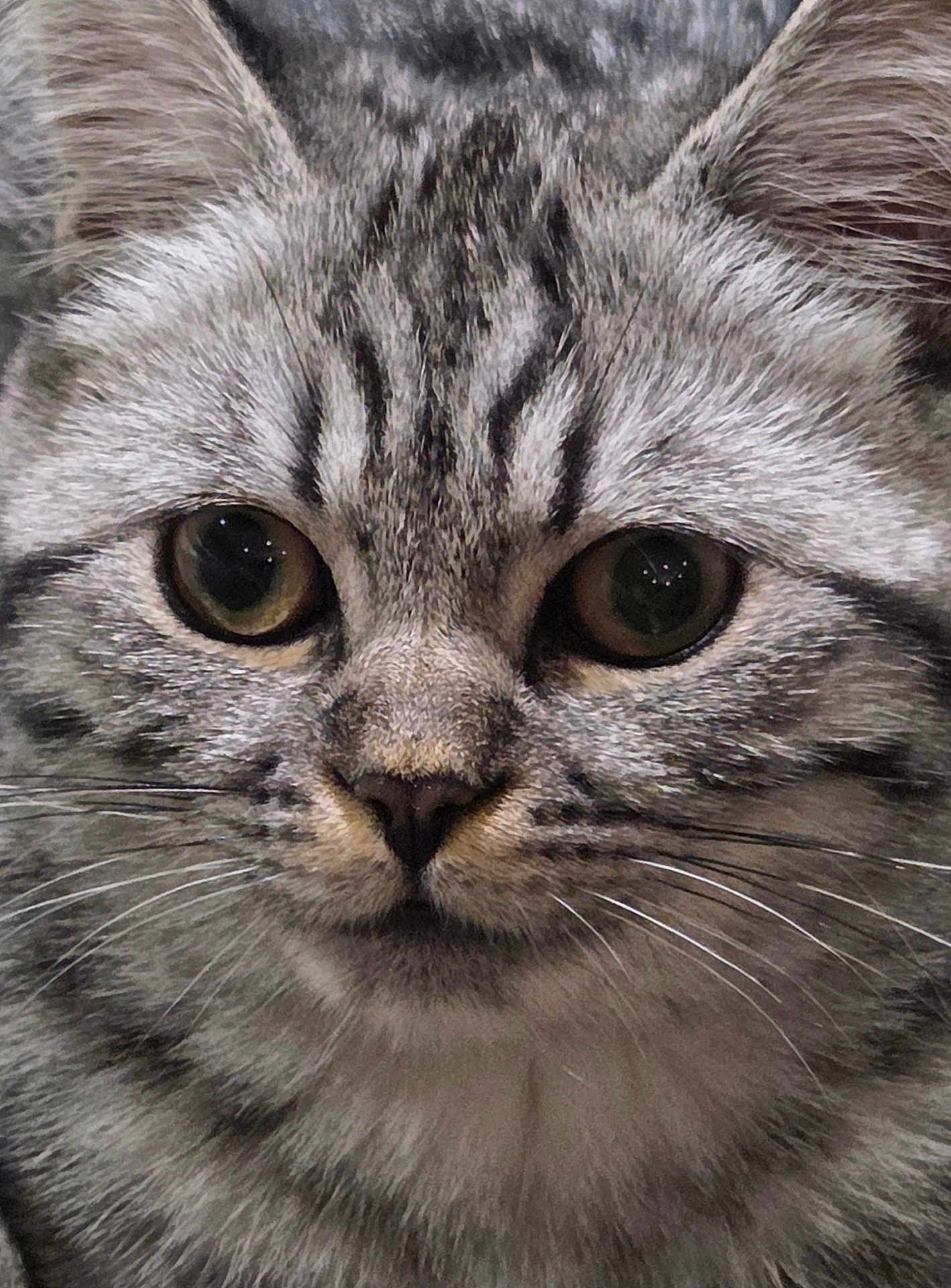 Chatouille a rejoint le concours — aidez-le/la à gagner de superbes lots ! cat, tabby, close_up, face, fur, whiskers, ears, eyes, pet, animal, feline, cute, domestic, portrait, muzzle, nostrils, indoor, soft, texture, curious
