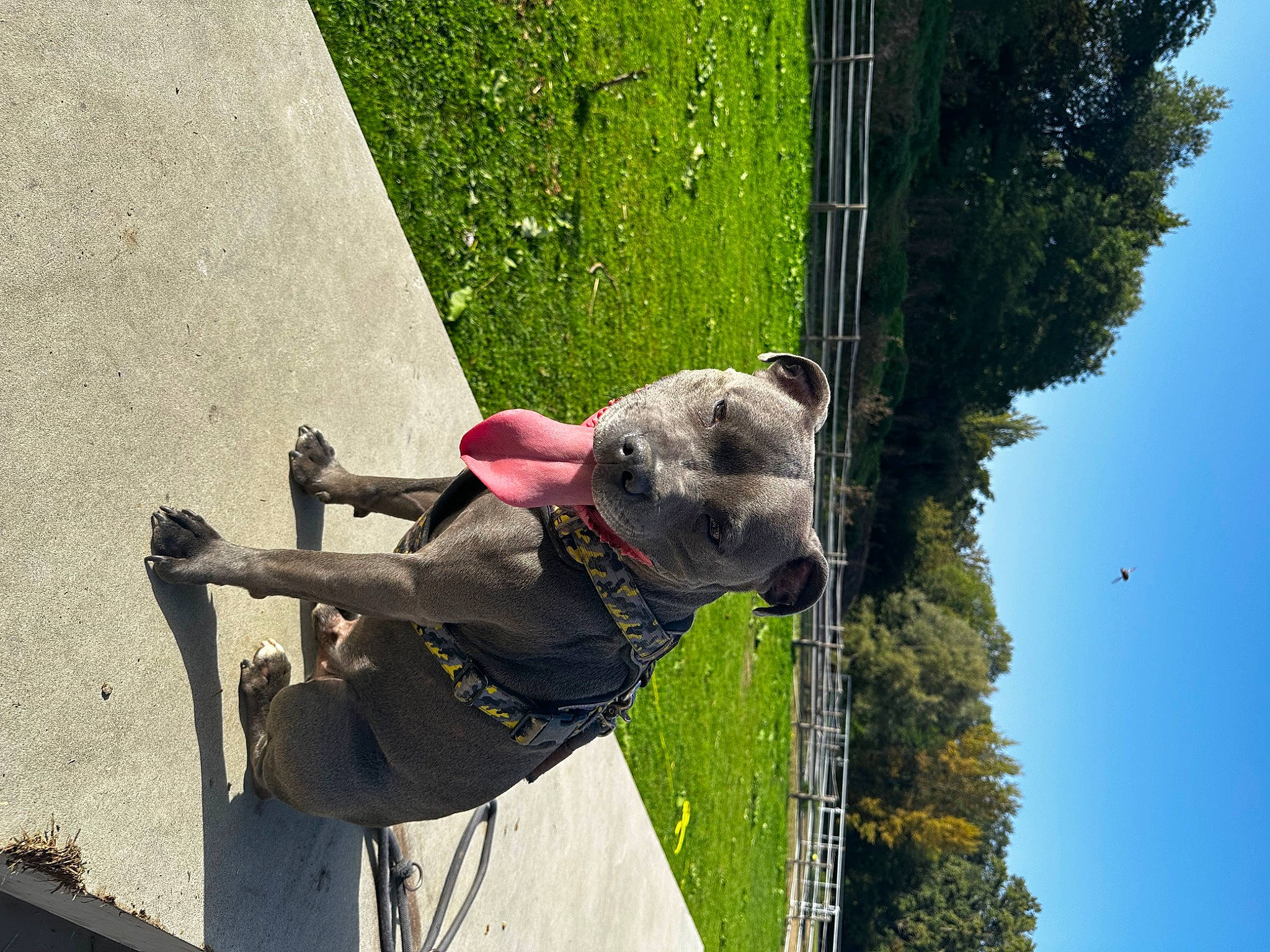 Tayson participe au concours pour gagner de l'argent avec cette photo : adventure, carnivore, climbing_harness, collar, dog, dog_breed, dog_collar, fun, leash, leisure, pet_supply, plant, recreation, rock_climbing_equipment, sky, snout, sport_climbing, sporting_group, tree, working_animal