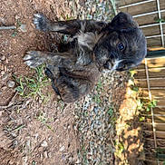 Boston participe au concours pour gagner de l'argent avec cette photo : puppy, dog, brindle_coat, outdoor, dirt, rocks, grass, fence, young_animal, pet, cute, small, fur, animal, nature, sunlight, curious, sitting, adorable, background