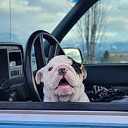Kings is registered to the contest to win money with this photo: bulldog, puppy, dog, car, steering_wheel, window, vintage, interior, sky, cloudy, trees, mouth_open, cute, pet, animal, outdoor, daylight, seat, furry, looking_up