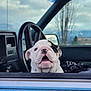 bulldog, puppy, dog, car, steering_wheel, window, vintage, interior, sky, cloudy, trees, mouth_open, cute, pet, animal, outdoor, daylight, seat, furry, looking_up