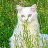 Lili participe au concours pour gagner de l'argent avec cette photo : cat, white_cat, blue_eyes, grass, wildflowers, nature, outdoor, animal, pet, fluffy, curious, green, plants, field, feline, portrait, sitting, daylight, closeup, eyes