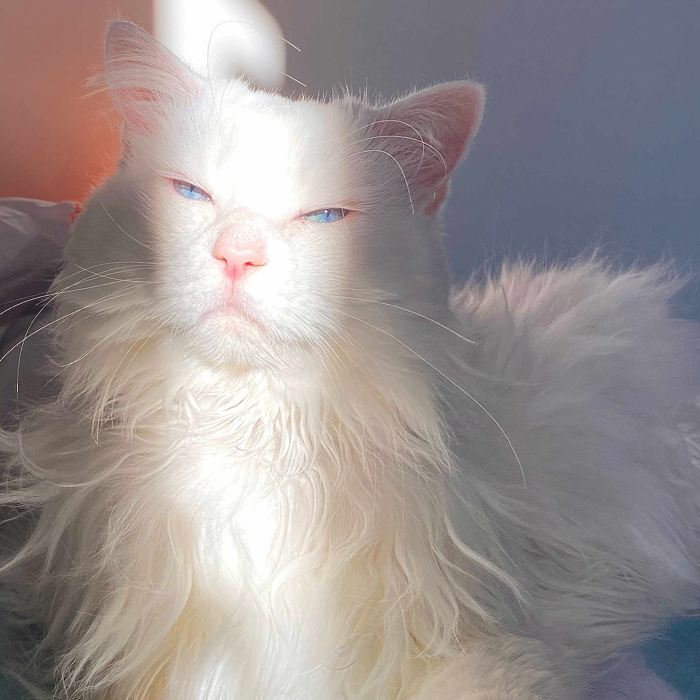 Lili a rejoint le concours — aidez-le/la à gagner de superbes lots ! cat, white_cat, blue_eyes, fluffy_fur, sunlight, indoor, pet, close_up, portrait, animal, feline, relaxed, soft_texture, whiskers, pink_nose, resting, cute, domestic_cat, bright_light, shadow
