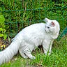 cat, white_cat, blue_eyes, fluffy, grass, outdoor, fence, greenery, nature, animal, pet, curious, side_view, mammal, domestic_animal, long_tail, fur, whiskers, alert, garden