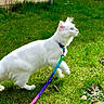 Lili a rejoint le concours — aidez-le/la à gagner de superbes lots ! cat, white_cat, blue_eyes, leash, grass, outdoor, pet, animal, feline, nature, sunlight, walking, green, collar, curious, cute, fluffy, domestic_cat, mammal, side_view