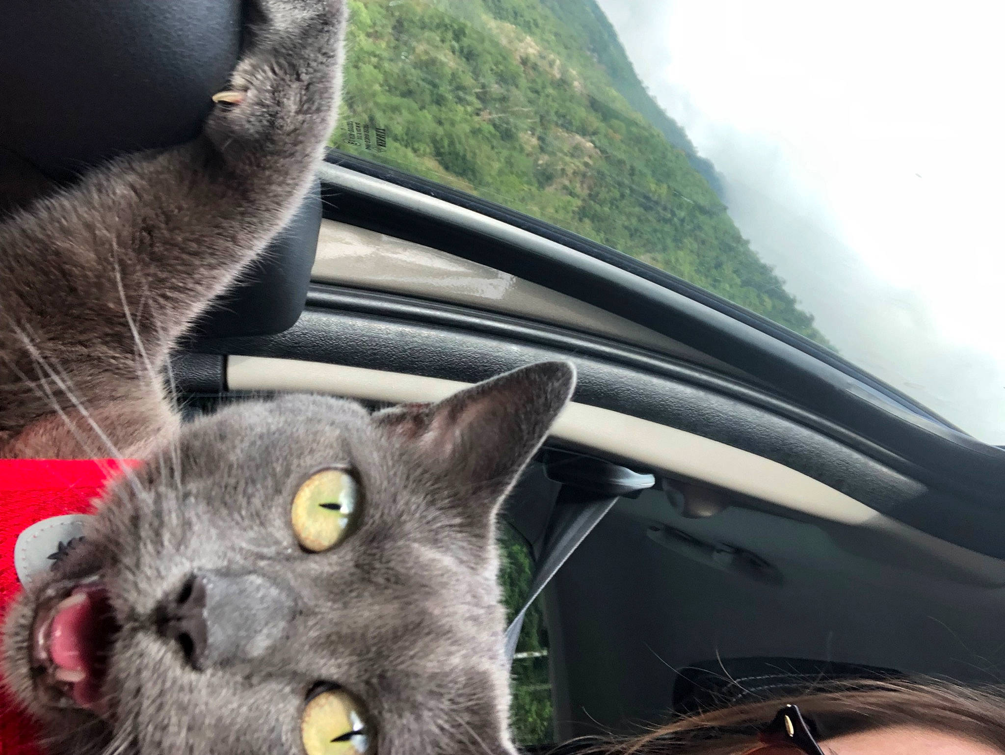 Fifi participe au concours pour gagner de l'argent avec cette photo : automotive_exterior, automotive_mirror, carnivore, cat, cloud, domestic_short_haired_cat, felidae, fur, motor_vehicle, mountain, plant, sky, small_to_medium_sized_cats, snout, steering_wheel, tree, vehicle_door, whiskers, window, windshield