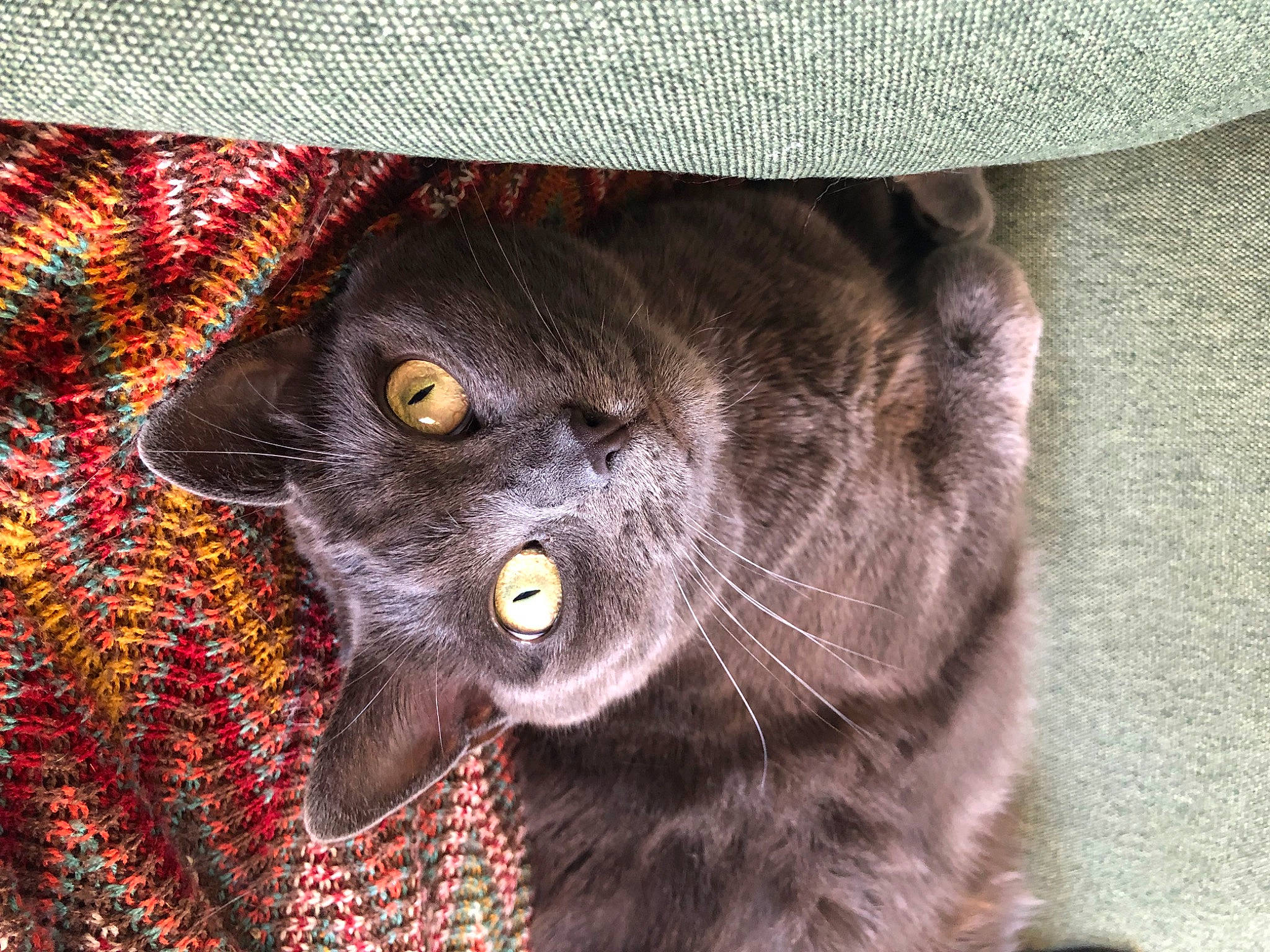 Fifi participe au concours pour gagner de l'argent avec cette photo : black_cat, bombay, carnivore, cat, domestic_short_haired_cat, felidae, fur, hat, pattern, plant, small_to_medium_sized_cats, snout, tail, terrestrial_animal, whiskers